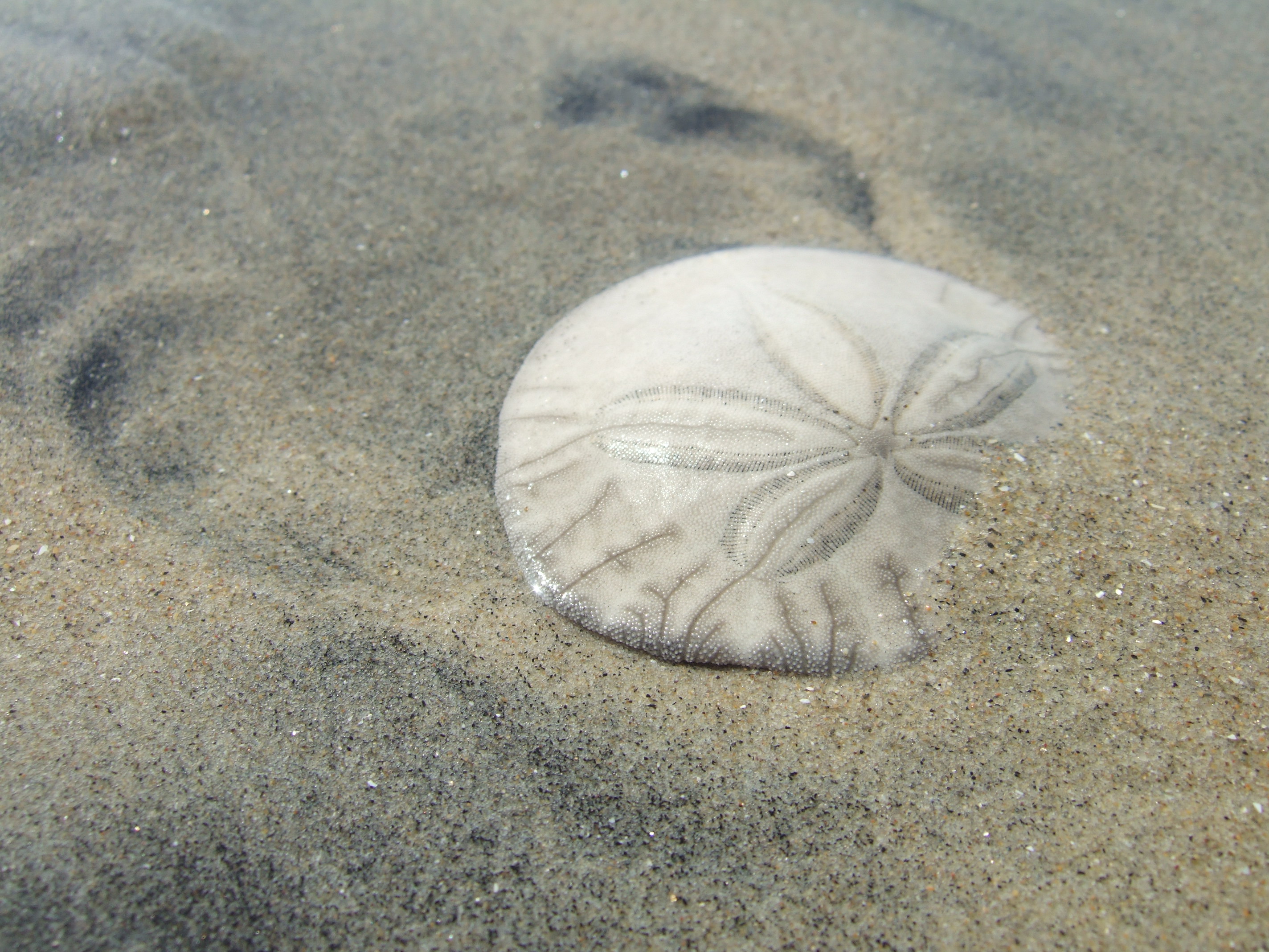 Sand Dollar Pictures 75