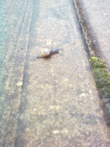 snail 2
